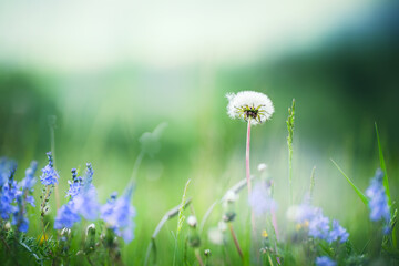 Wild green grass with blue flowers and dandelions in the mountains at sunset.