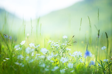 Green grass with wild white flowers in the mountains at sunny day. Beautiful summer landscape.
