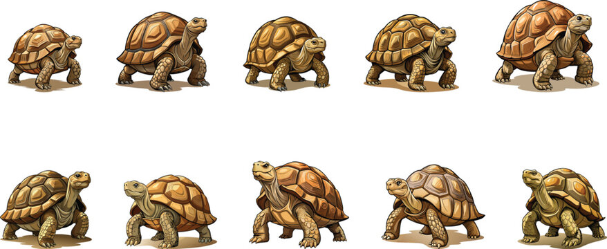 old turtle walking set vector illustration