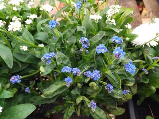 Flowers