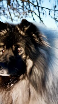 Portrait of a gray wolfspitz dog in winter with white snow, looking directly at the camera and has golden eyes and dense fur.