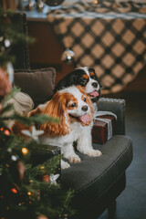 Cavalier King Charles Spaniel and new year