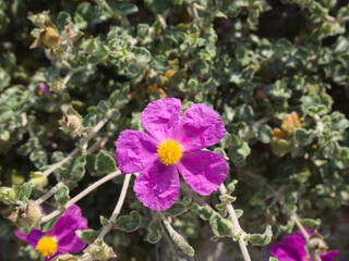 Macro of a vivid pink cistus creticus flower with green leafy background under bright Mediterranean sunlight