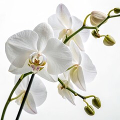 Elegant white orchid blossoms and green buds on stems, isolated against a white background, perfect for floral or spa-themed visuals.
