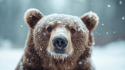 A close-up portrait of a majestic bear covered in snow, showcasing its powerful presence against a chilly backdrop, evoking a sense of awe and appreciation for wildlife.