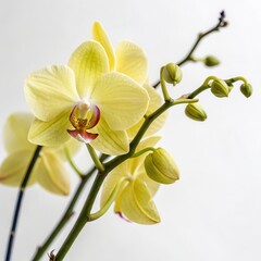 Fototapeta premium Elegant yellow orchid blooms with multiple buds on green stems, isolated on a white background, ideal for floral and botanical visuals.