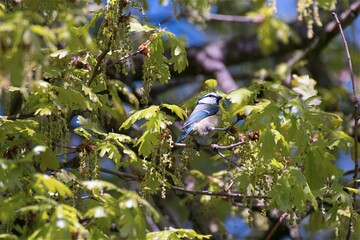 Mésange bleue prenant le soleil