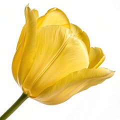 Close-up of a bright yellow tulip with smooth petals and green stem, beautifully isolated on a clean white background.