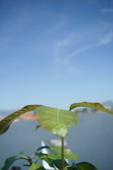 Close-up of vibrant green mango leaves against a clear blue sky, creating a serene and refreshing image. Ideal for nature, spring, summer, or growth-related projects.