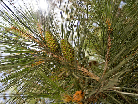 Macro view of pinus gerardiana with sunlit unripe tips and long green needles in bright forest light