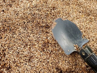 Shovel in pile of dried rice husks.  Perfect for agriculture, gardening, or farming themes.