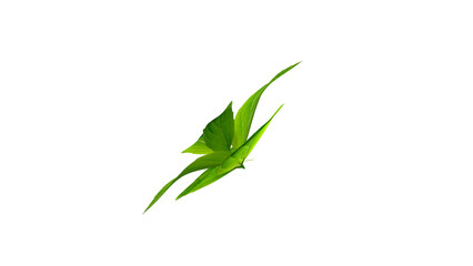 Obraz premium A vibrant green leaf with a sleek design, highlighting the beauty of nature.