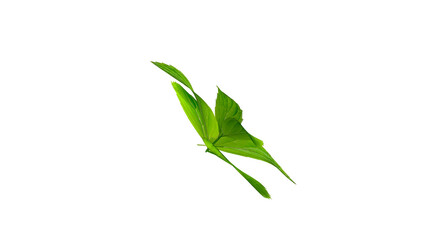 Obraz premium A vibrant green leaf showcasing natural beauty and freshness.