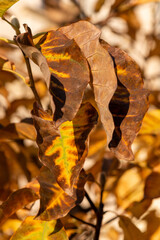 A beautiful close-up macro of dry autumn magnolia leaves with vibrant yellow and brown colors in sunlight