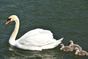 A mute swan mother is swimming with babies in water in sunny summer day.