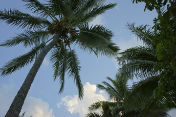 Tropical Palm Trees and Blue Sky in Hawaii