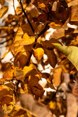 Golden sunlight illuminates the intricate details and warm colors of dry magnolia leaves in the fall season