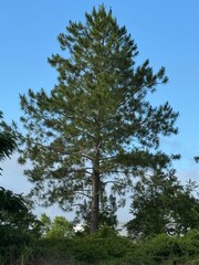 Green Pine Tree on a Clear Day