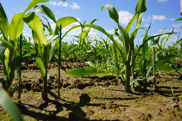 Young Corn Seedlings in Green Field for Agricultural Design