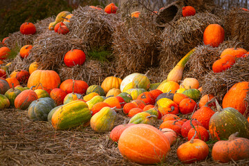 A beautiful rustic Halloween decoration with many orange and yellow pumpkins on dry hay in the...