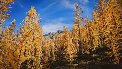 Golden larch trees under a bright blue sky with a mountain peak in the background