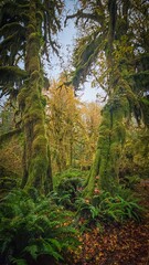 Mossy trees and ferns in the hoh rainforest under a partly cloudy sky in autumn