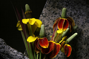 Close-up of Ratibida flowers 