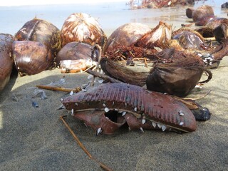 The coconuts on the beach