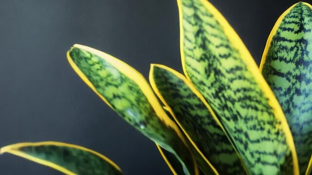 Vibrant snake plant with yellow edges against a dark backdrop