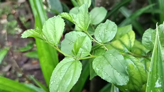 Daun bidara bergerak karena angin 