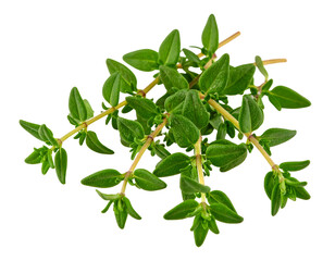 Obraz premium Fresh Green Thyme Sprigs With Vibrant Leaves Perfect for Culinary Use and Herbal Decorations