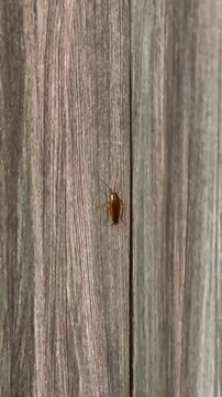 Close-up of a German cockroach on a wooden surface. Common household pest known for infesting kitchens and hiding in crevices. 