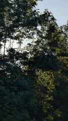 Morning after rain in the forest and sun rays