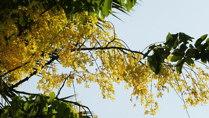 Golden shower tree in bloom with beautiful yellow flowers