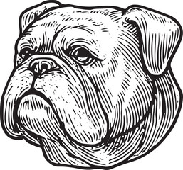A sturdy bulldog head, drawn in vintage woodcut style, representing American tenacity, loyalty, and mascot spirit