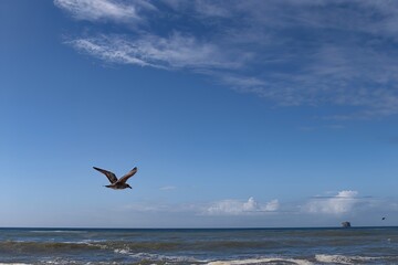 A seagull soars over the ocean waves under a bright blue sky with scattered clouds