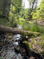 stream in the forest
