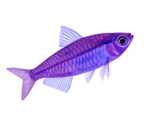 Obraz premium Vibrant Purple Fish Illustration with Delicate Fins and Unique Coloring for Creative Projects