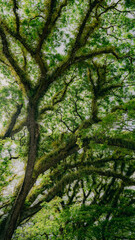 Lush Moss-Covered Trees in a Tropical Australian Rainforest