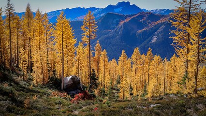 Golden larch trees stand tall against a backdrop of distant mountains and blue sky