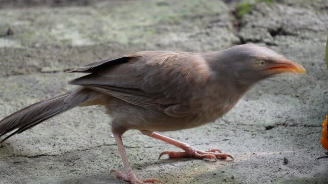 Jungle Babbler (Argya striata) birds in closeup