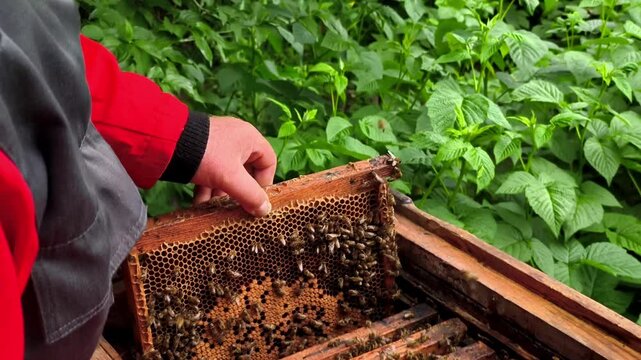 A man holding a beehive full of bees in a field of green plants