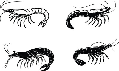 shrimp vector illustration