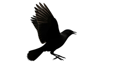Isolated Black Bird Crow Flying