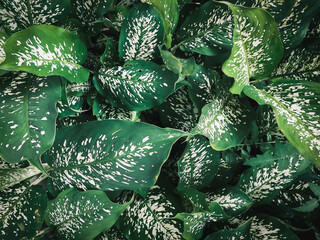 A top view of natural green leaves with rich textures, perfect as a nature-inspired background or tropical leaf wallpaper