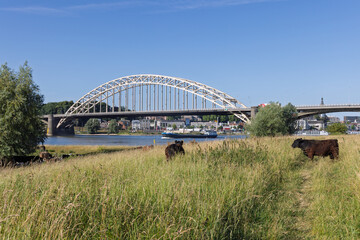 Cows graze peacefully in a lush field with the iconic Waalbrug spanning the Waal River in Nijmegen,...
