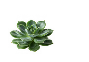 Close-up showcases a vibrant green succulent with geometric leaf patterns against a dark background.