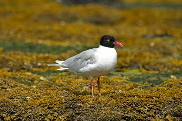Black-headed Gull on the UK coast in summer