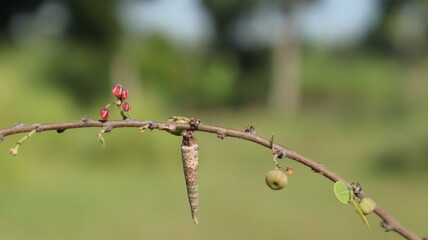A brown cocoon hangs on a tree branch in the forest of East Java, Indonesia