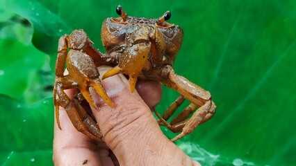 Obraz premium Freshwater Crab Held in Hand on Green Background. A detailed close-up of a brown freshwater crab (possibly a species of Potamidae or similar) being held gently in a human hand, set against a vibrant g